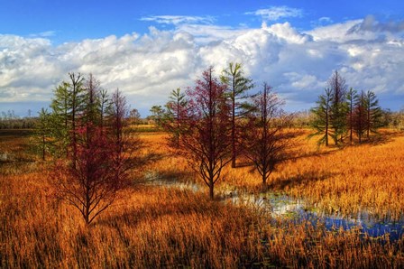 Glades Evening Shadows by Celebrate Life Gallery art print