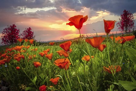 Sunrise Poppies by Celebrate Life Gallery art print