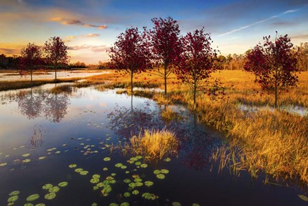 The Everglades at Dusk by Celebrate Life Gallery art print