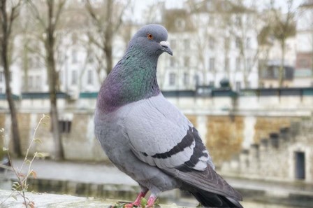 Dove on Seine Quay Wall by Cora Niele art print