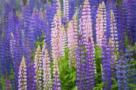 Lupine Flowers by Cora Niele art print