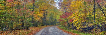 Autumn Road by Doug Cavanah art print