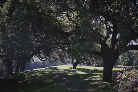 Middleton Place 6, SC by J.D. McFarlan art print