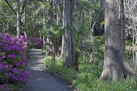 Middleton Place 8, SC by J.D. McFarlan art print