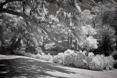 Middleton Place 1 B&amp;W, SC by J.D. McFarlan art print