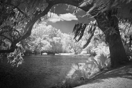 Middleton Place 2 B&amp;W, SC by J.D. McFarlan art print