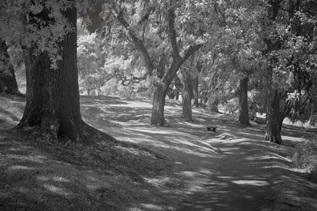 Middleton Place 3 B&amp;W, SC by J.D. McFarlan art print