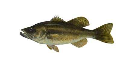 Fish Large Mouth Bass by Jim Hansel art print