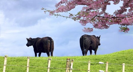 Cows by Karen J. Williams art print