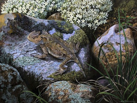 On the Rocks, Great Horned Lizard by Kip Richmond art print
