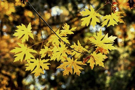 Luminous Leaves by Lance Kuehne art print