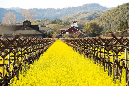 Napa Valley in Winter by Lance Kuehne art print