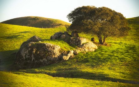 Rock and Tree by Lance Kuehne art print