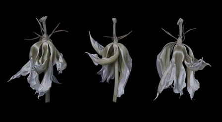 Dancing Iris by Lori Hutchison art print