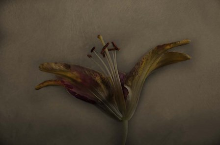 Asiatic Lily by Lori Hutchison art print