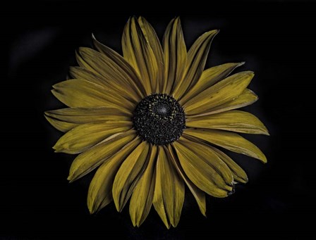 Sunflower by Lori Hutchison art print