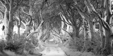 The Dark Hedges, Ireland (BW) by Pangea Images art print