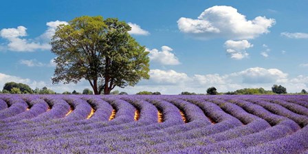 Lavender Field in Provence, France by Pangea Images art print
