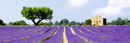 Lavender Fields, France by Pangea Images art print