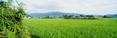 Rice Field at Sunrise, Kyushu, Japan by Panoramic Images art print