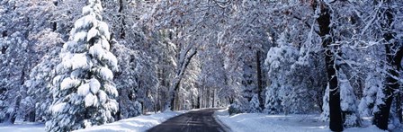 Road passing through Snowy Forest in Winter, Yosemite National Park, California by Panoramic Images art print