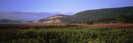 Flowers in Cap Bon Ami, Forillon National Park, Quebec, Canada by Panoramic Images art print