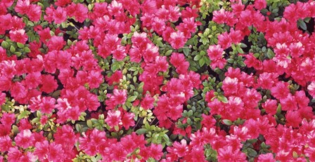 Red Azalea Flowers, Sacramento, California by Panoramic Images art print