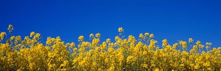 Rape Field in Bloom under Blue Sky by Panoramic Images art print