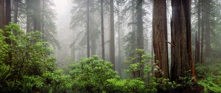 Trees in Misty Forest by Panoramic Images art print