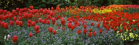 Tulips Blooming in St. James&#39;s Park, London, England by Panoramic Images art print