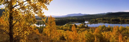 Trees in Autumn, Grand Teton National Park, Wyoming by Panoramic Images art print