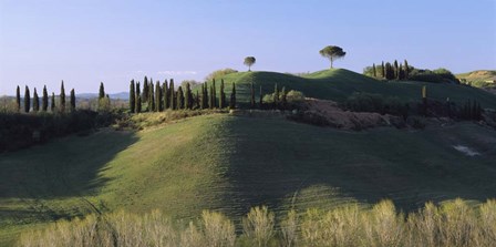Trees on Rolling Green Hills, Tuscany, Italy by Panoramic Images art print
