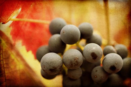 Late Harvest by Jessica Rogers Photography art print