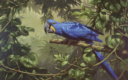 Hyacinth Macaw by Michael Jackson art print