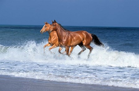 2 Horses Sea by Bob Langrish art print