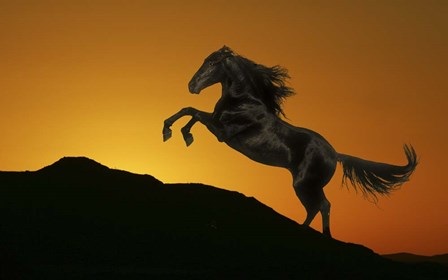 Black Shadow by Bob Langrish art print