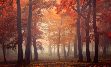 Feel by Ildiko Neer art print