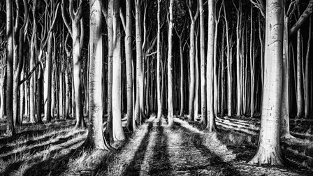 Ghost Forest by PiXXelpark art print