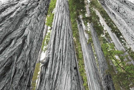 Redwoods Forest IV BW with Color by Alan Majchrowicz art print