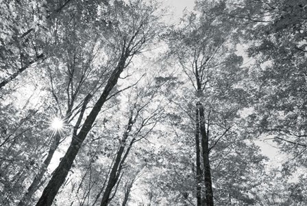 Autumn Forest III BW by Alan Majchrowicz art print