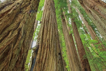 Redwoods Forest IV by Alan Majchrowicz art print