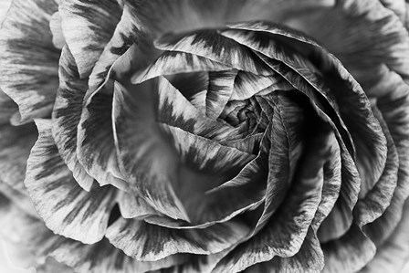 Ranunculus Abstract VI BW by Laura Marshall art print