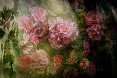 Evening Light on Roses I by Ramona Murdock art print