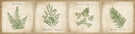 Vintage Ferns - 4 Image Panel by Wild Apple Portfolio art print