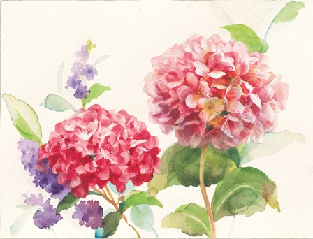 Watercolor Hydrangea by Danhui Nai art print