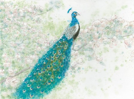 Spring Peacock I by James Wiens art print