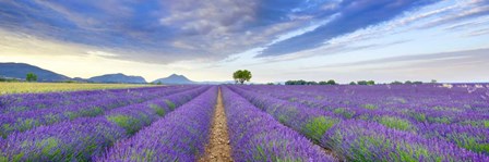 Lavender Field, France by Frank Krahmer art print