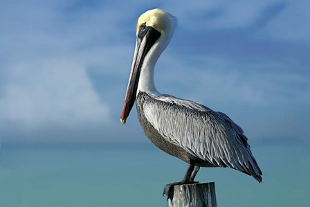 Pelican by Mike Jones Photo art print