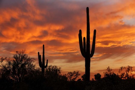 Saguaros Amazing Sunset by Mike Jones Photo art print