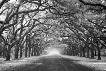 Wormsloe Inf Light by Mike Jones Photo art print